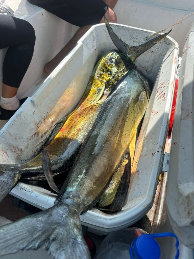 WhatsApp Image 2025-11-21 at 11.33.07 AM (2)