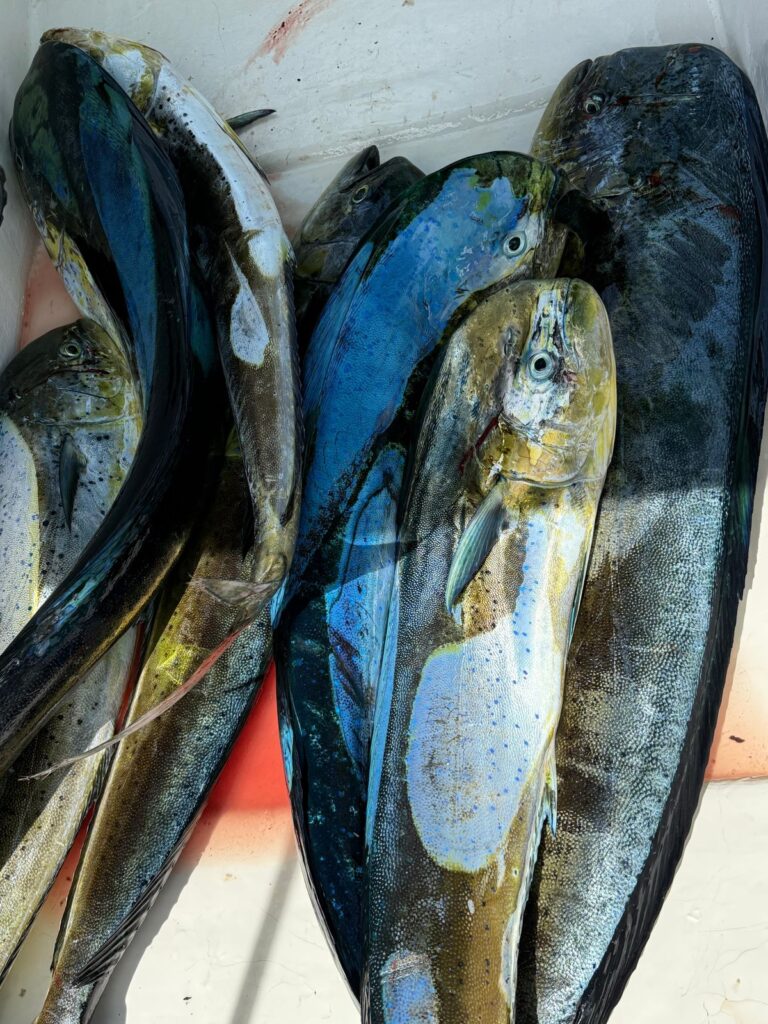 WhatsApp Image 2025-11-21 at 11.33.08 AM (1)